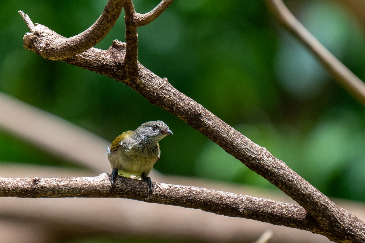 Scaly-throated Honeyguide - ML656130751