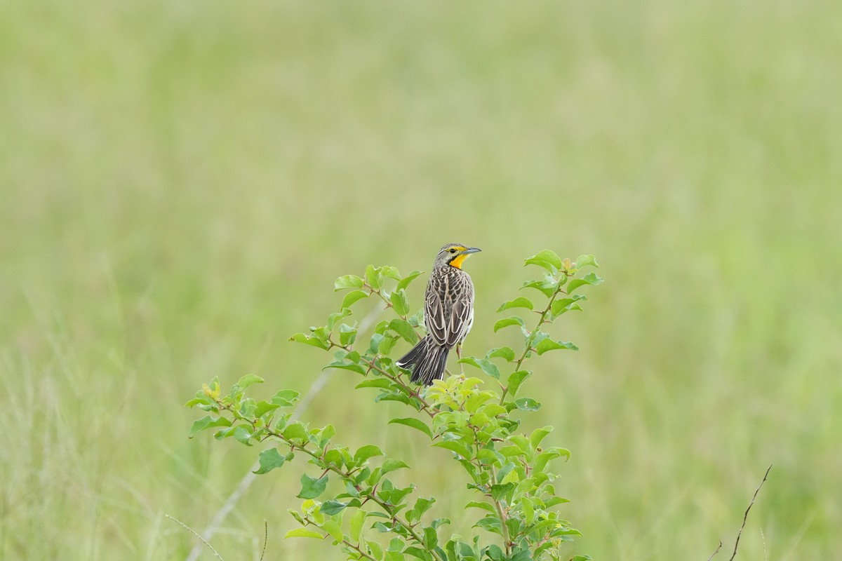 Panganipieper - ML656131387