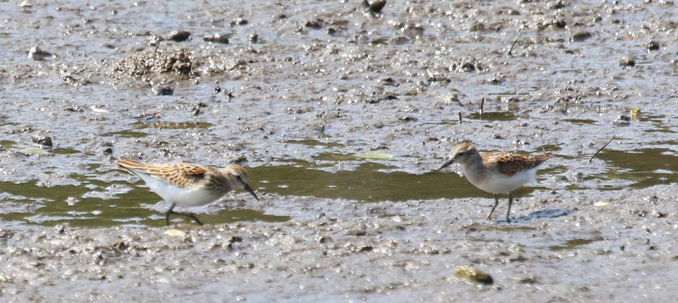 Least Sandpiper - David Funke