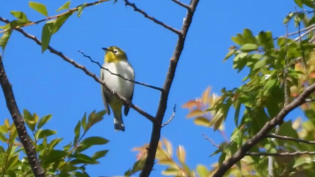 Swinhoe's White-eye - Zosterops simplex - Multimedia bilaketa ...