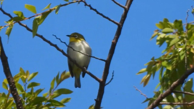 Swinhoe's White-eye - Zosterops simplex - Multimedia bilaketa ...