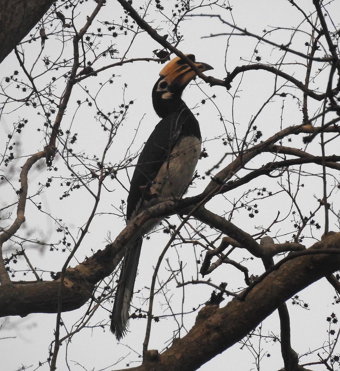 Oriental Pied-Hornbill - ML65613231