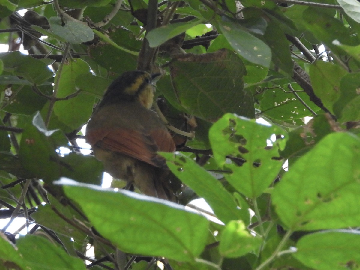 Ochre-breasted Foliage-gleaner - ML656132410