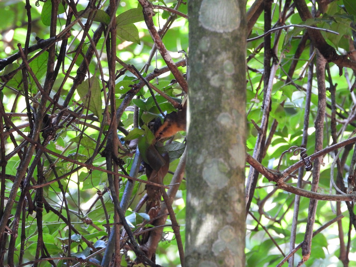 Ochre-breasted Foliage-gleaner - ML656132413