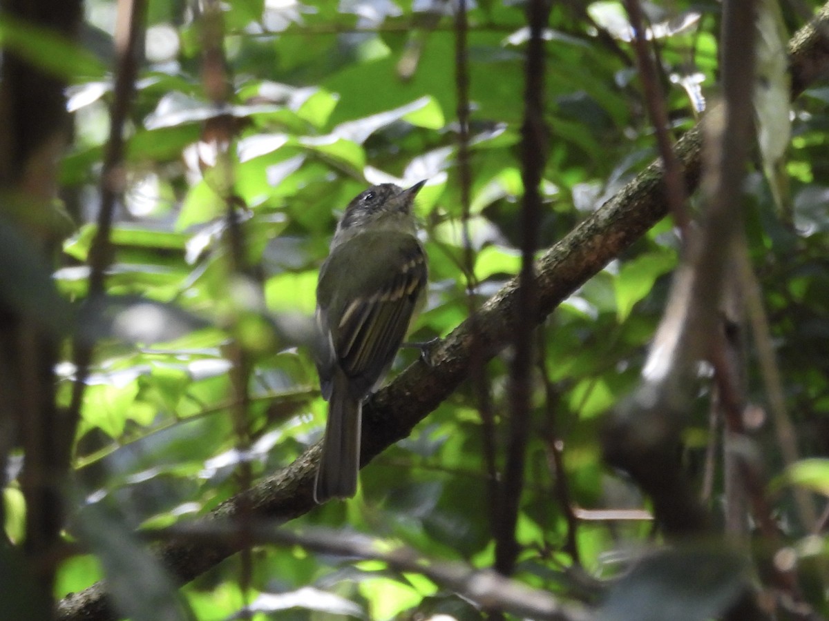 Sepia-capped Flycatcher - ML656132881