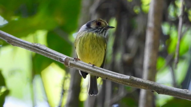 Eared Pygmy-Tyrant - ML656132890