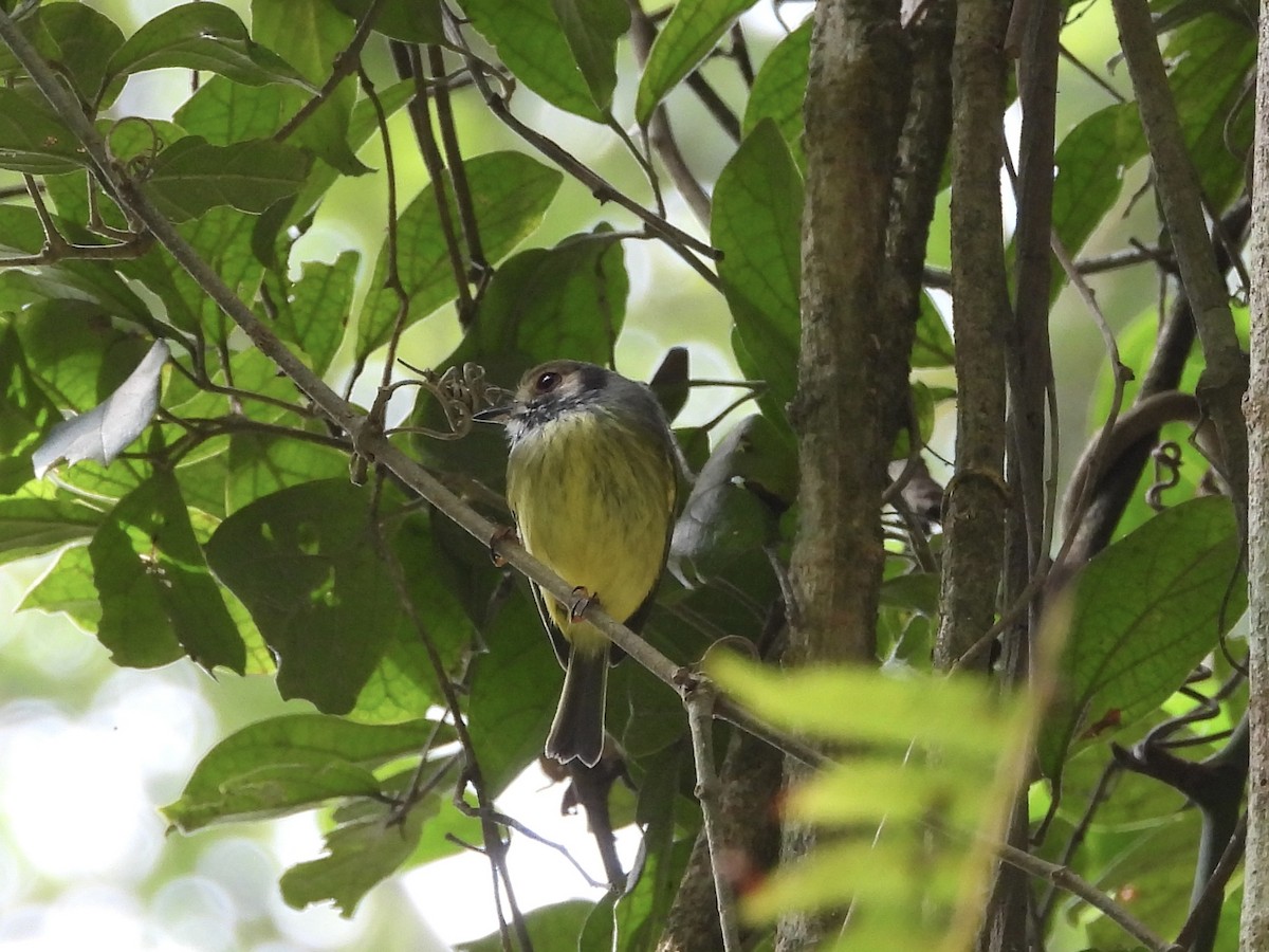 Eared Pygmy-Tyrant - ML656132891