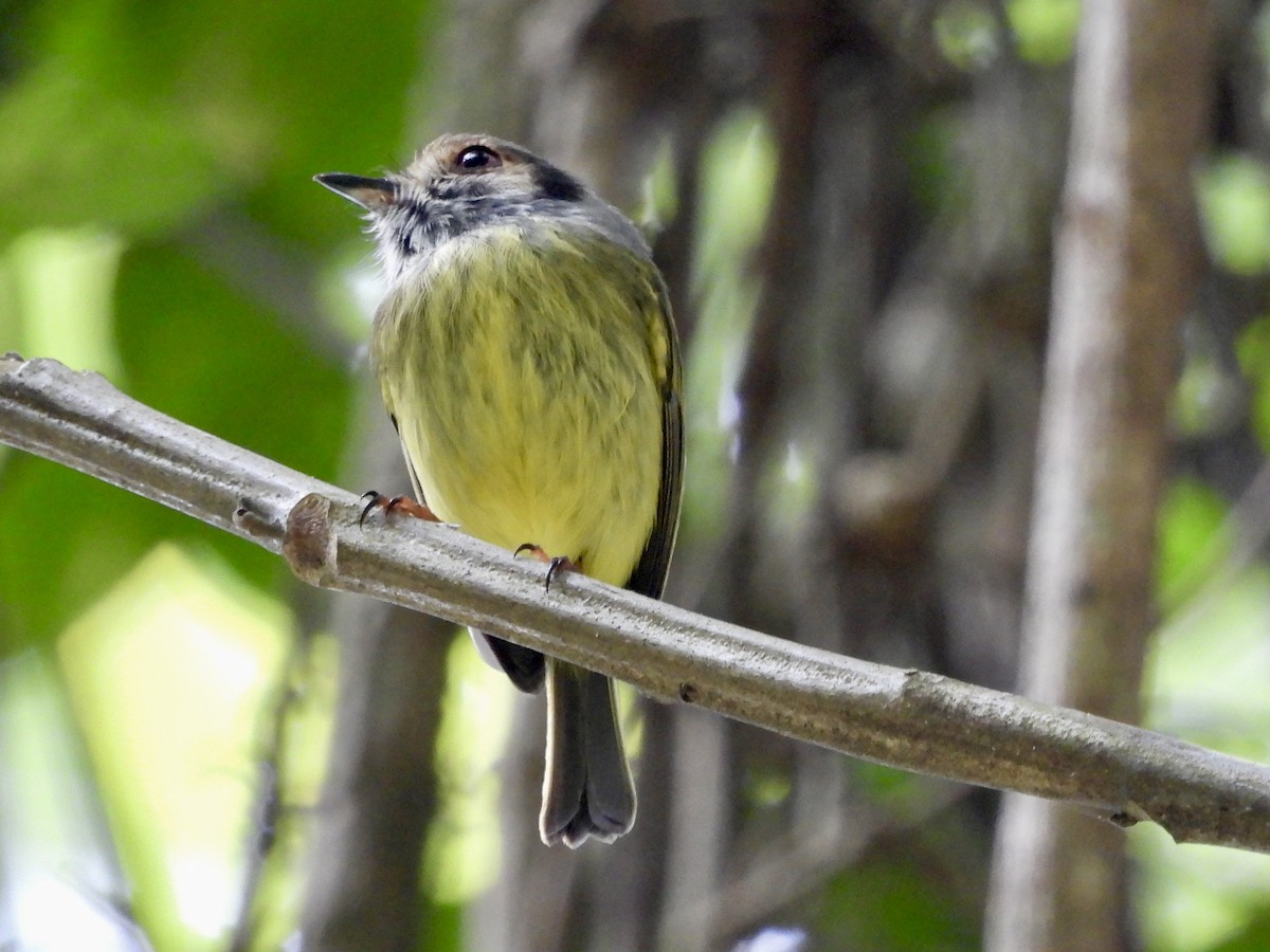 Eared Pygmy-Tyrant - ML656132892