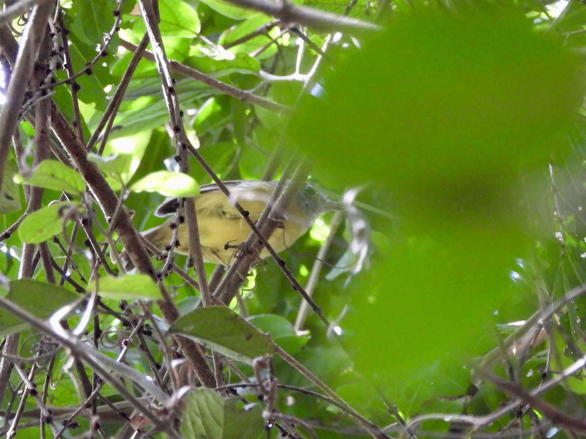 Plain Antvireo - ML656133038