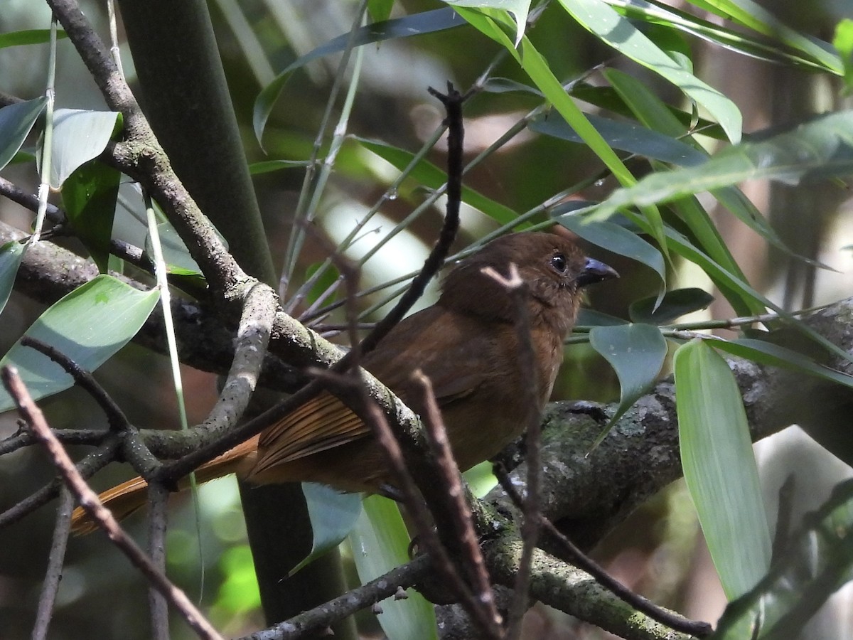Red-crowned Ant-Tanager - ML656133330