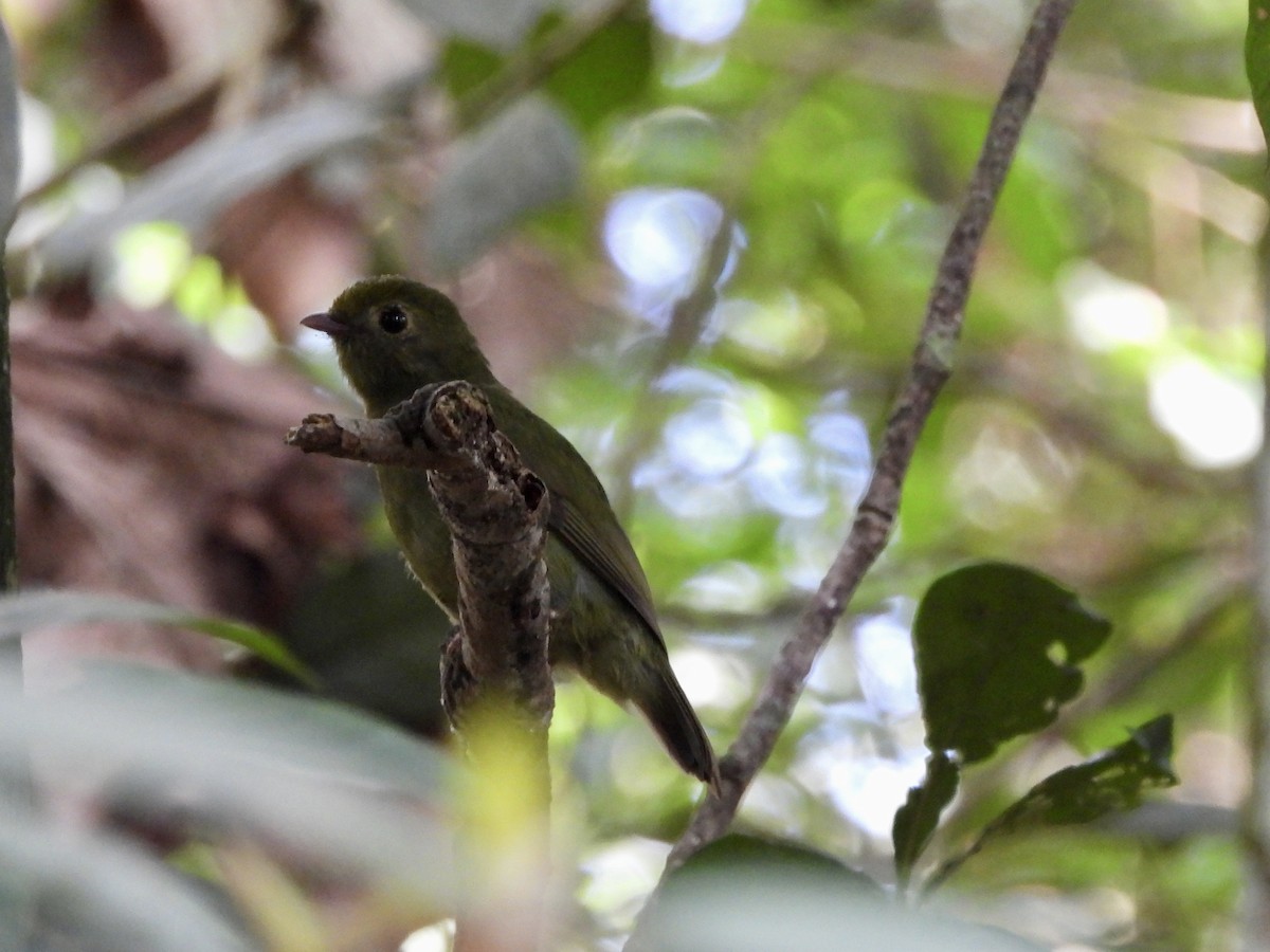Swallow-tailed Manakin - ML656133609