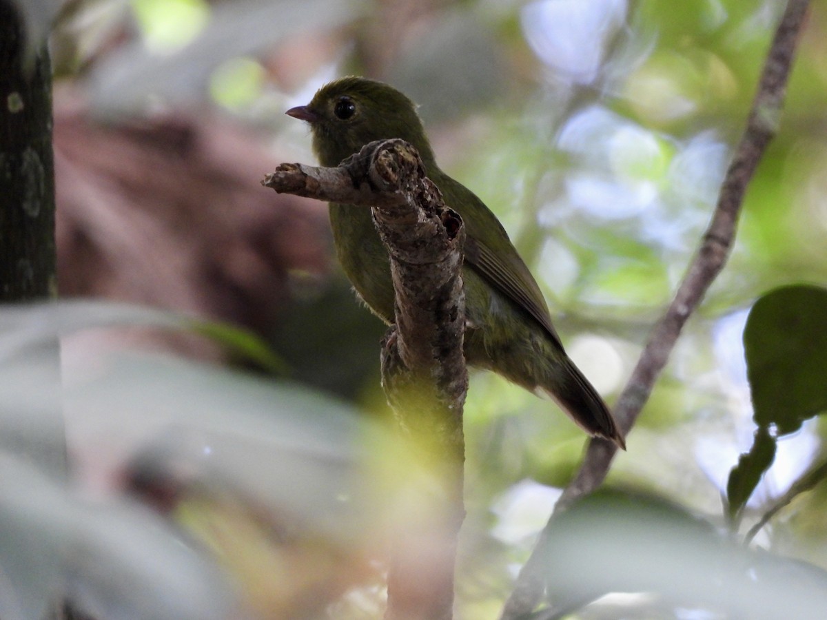 Swallow-tailed Manakin - ML656133610