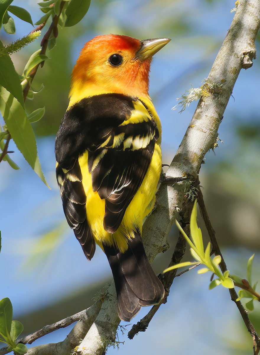 Western Tanager - ML656133983