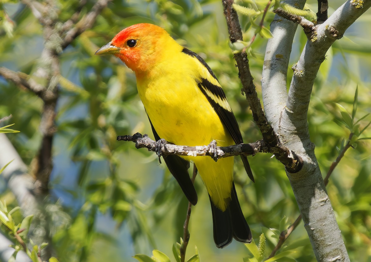 Western Tanager - ML656133984