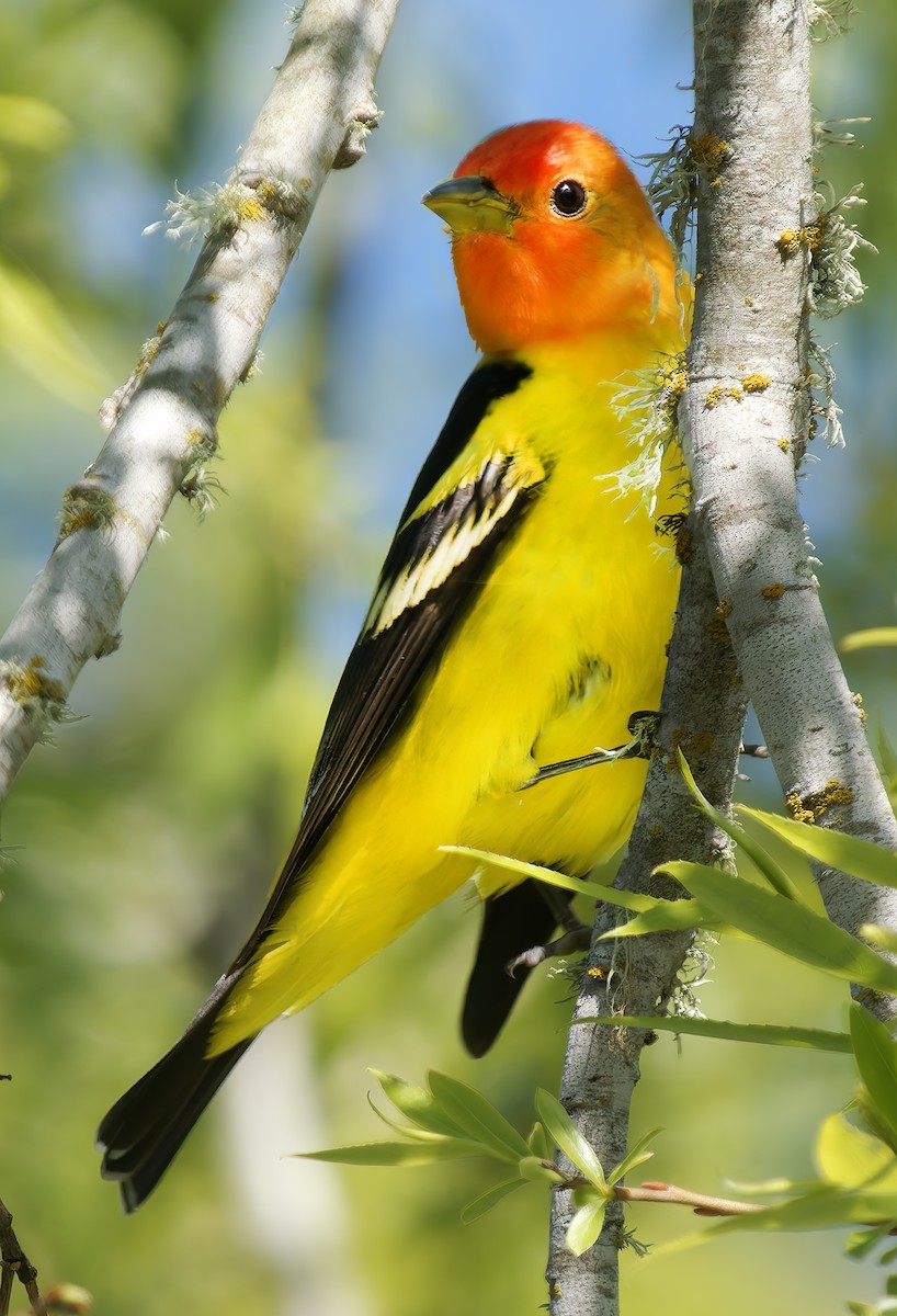 Western Tanager - ML656133985