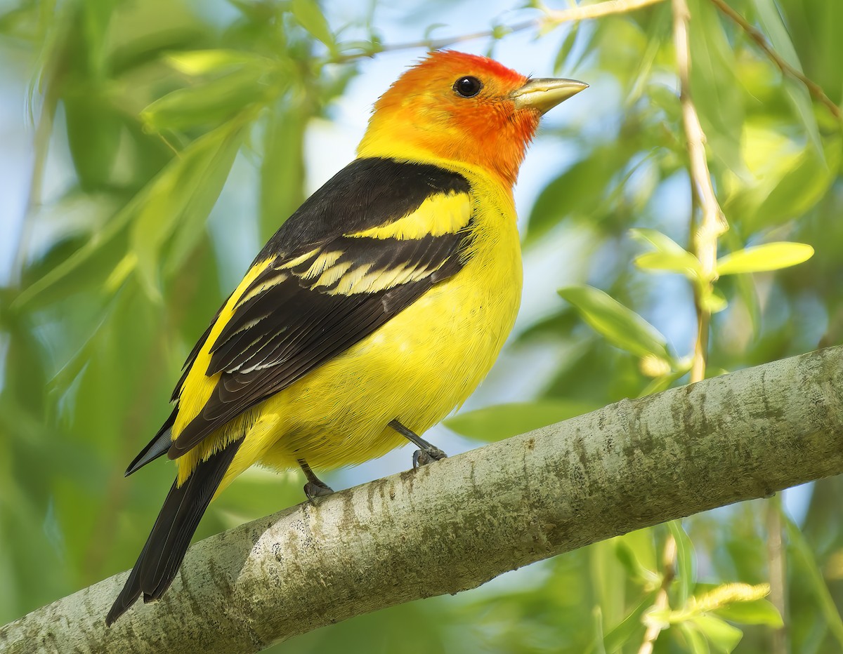 Western Tanager - ML656133995