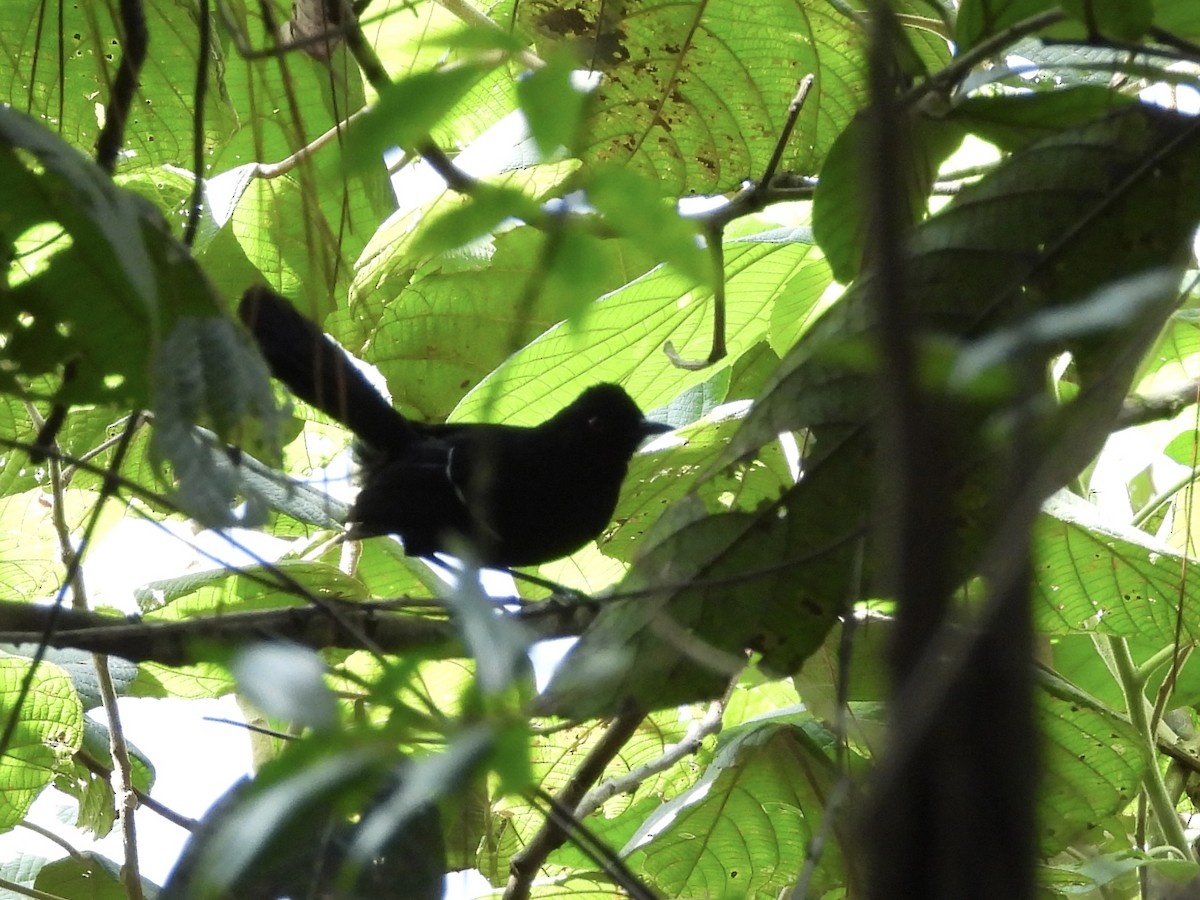 White-shouldered Fire-eye - ML656134311