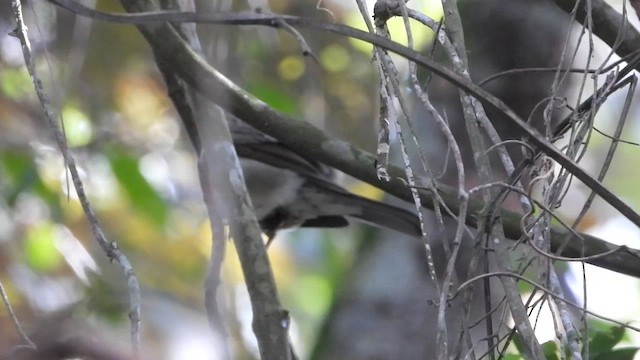 Creamy-bellied Thrush - ML656134378