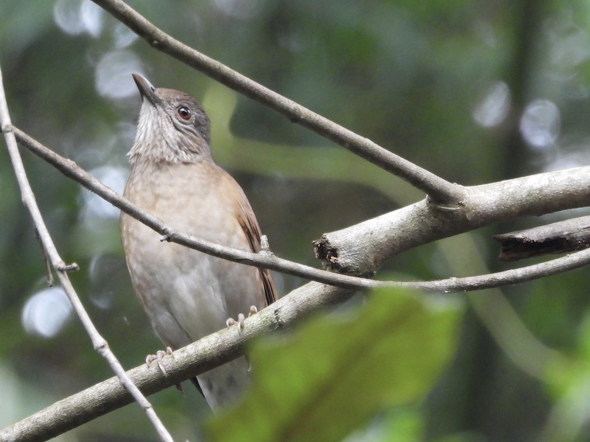 Pale-breasted Thrush - ML656134389