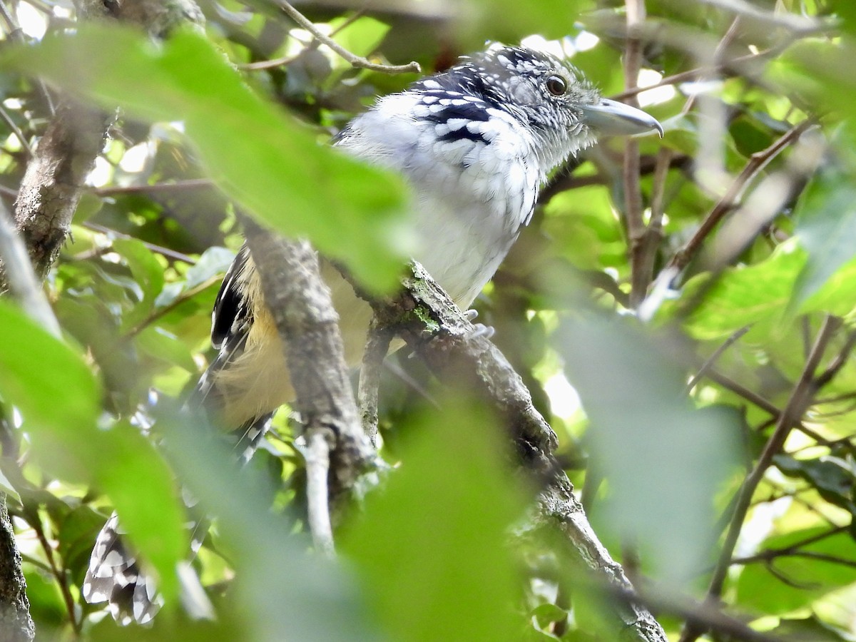 Spot-backed Antshrike - ML656134418