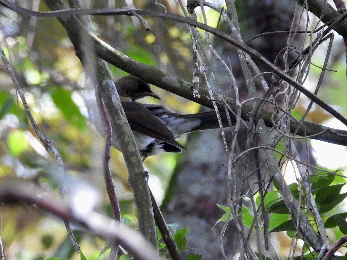 Creamy-bellied Thrush - ML656134444