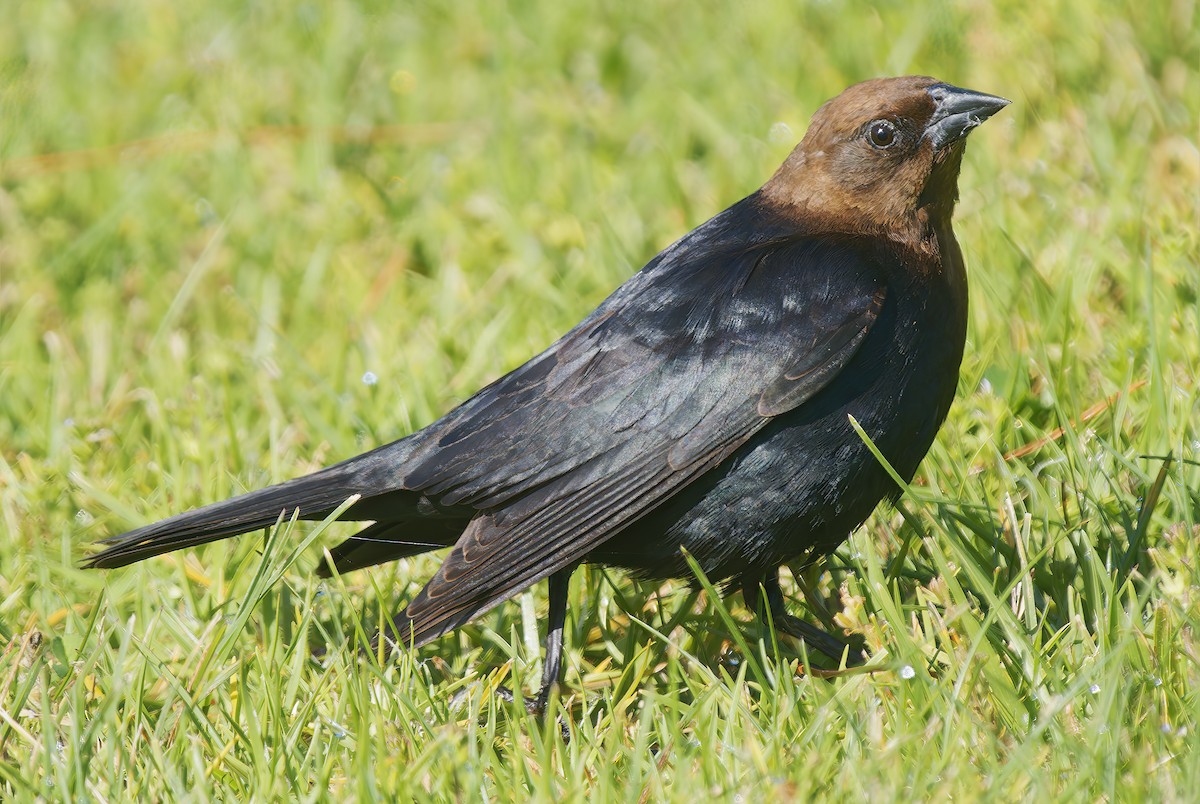 Brown-headed Cowbird - ML656134733