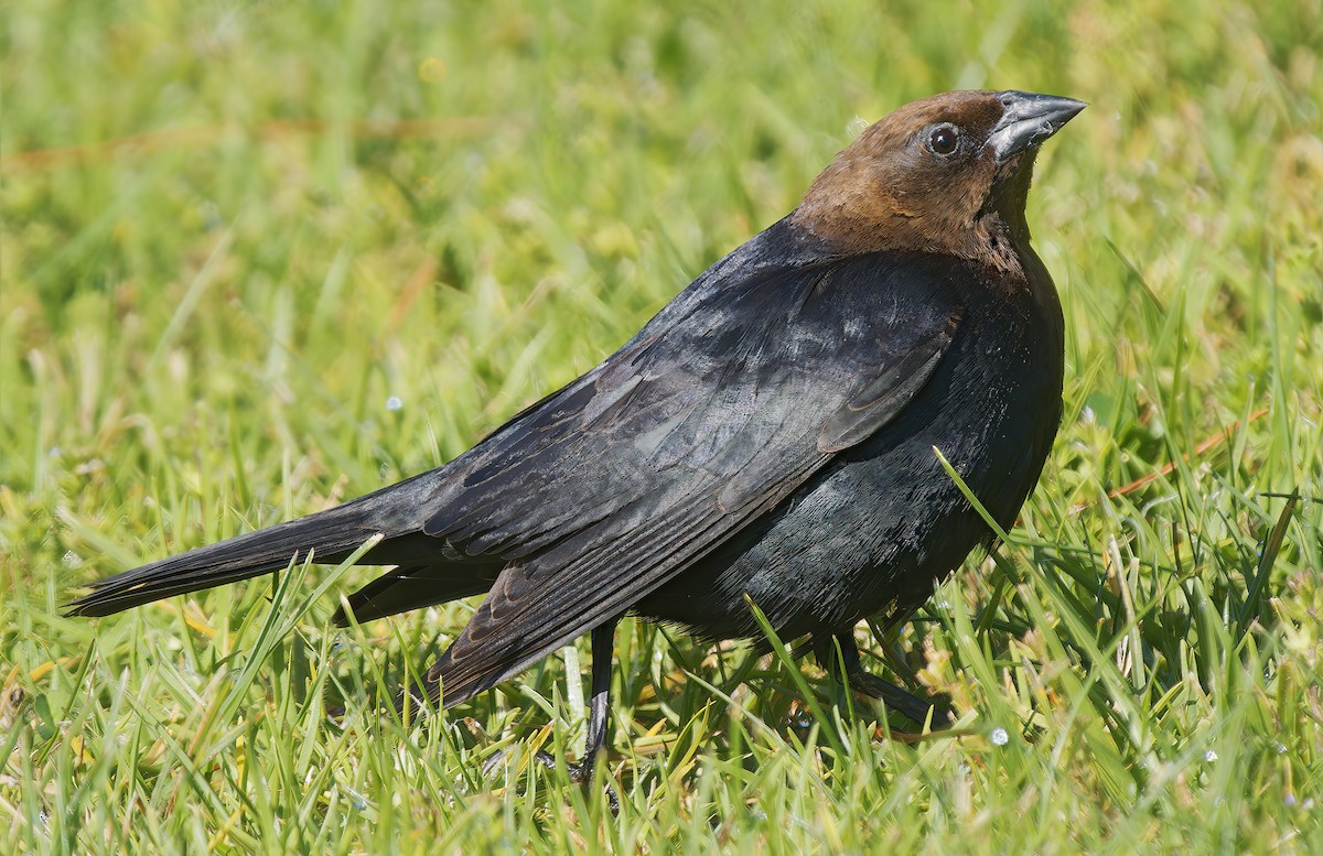 Brown-headed Cowbird - ML656134734