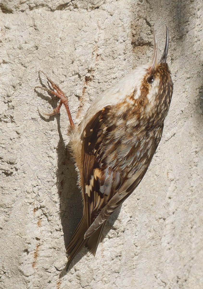 Brown Creeper - ML656134755