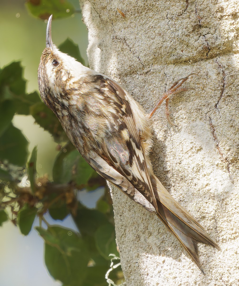Brown Creeper - ML656134764