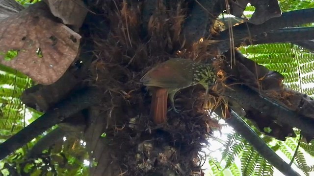 Lesser Woodcreeper - ML656134778