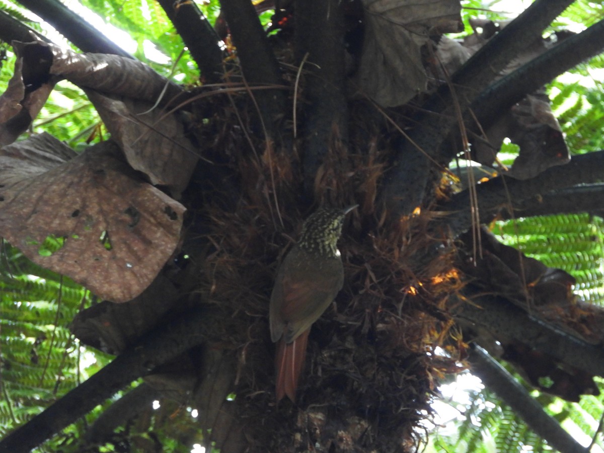 Lesser Woodcreeper - ML656134780