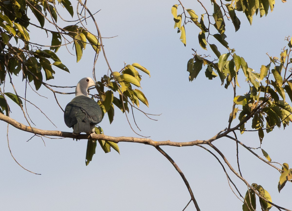 Green Imperial-Pigeon (Green) - ML656134857