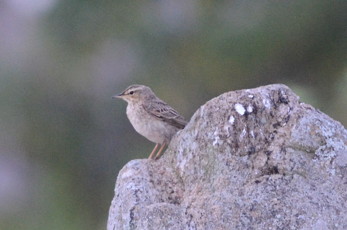 Bisbita (Anthus) sp. - ML65613541