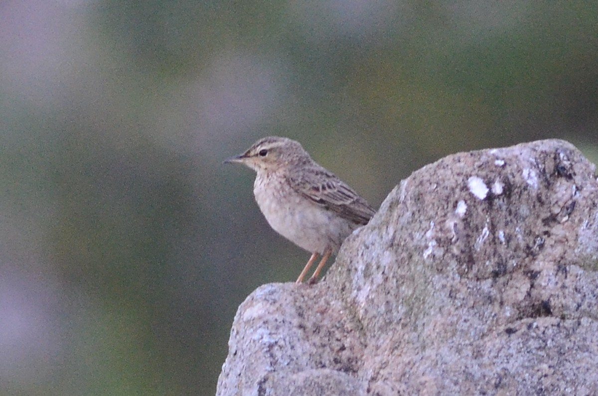 Bisbita (Anthus) sp. - ML65613551