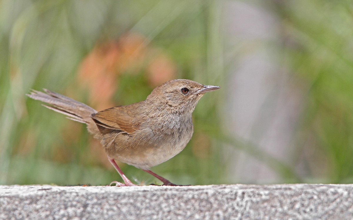 Taiwan Bush Warbler - Christoph Moning