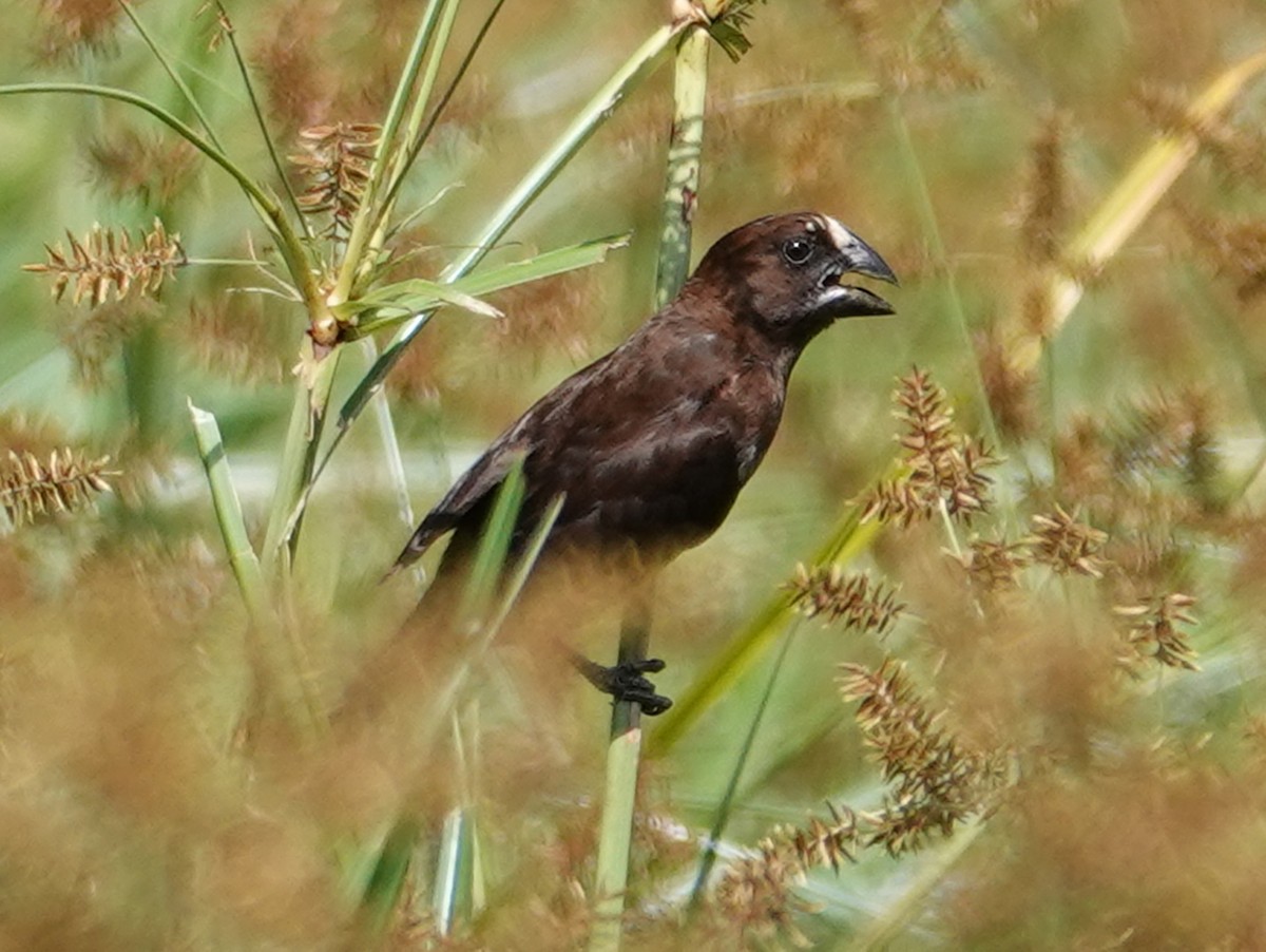 Weißstirnweber - ML656135760