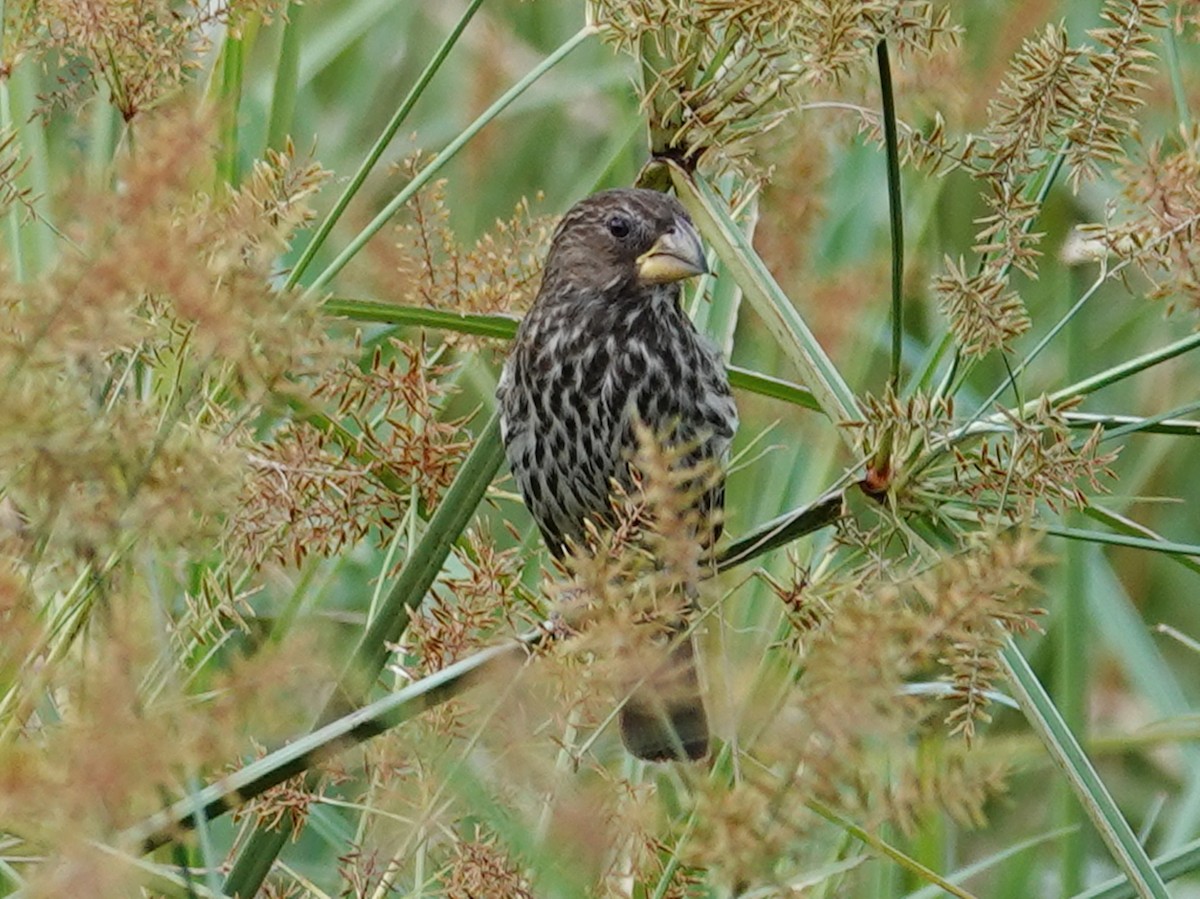 Weißstirnweber - ML656135761