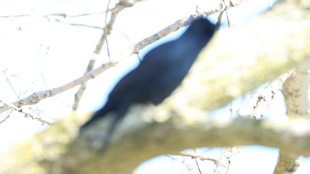 Fish Crow - ML656135835