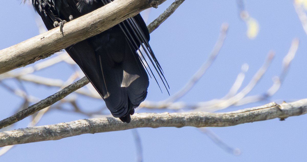 Fish Crow - ML656135910