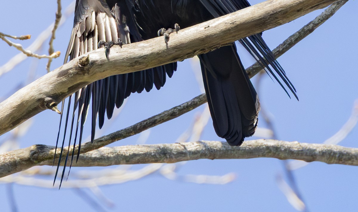 Fish Crow - ML656135911