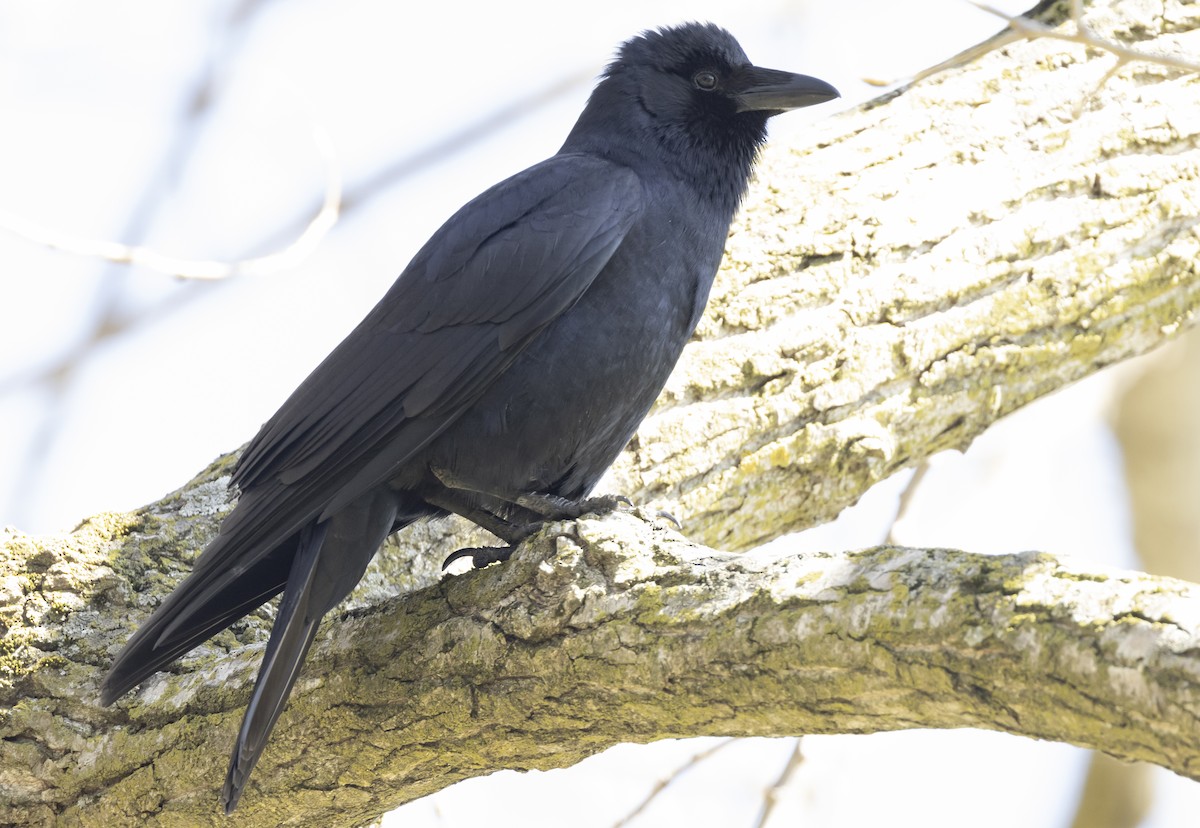 Fish Crow - ML656135912