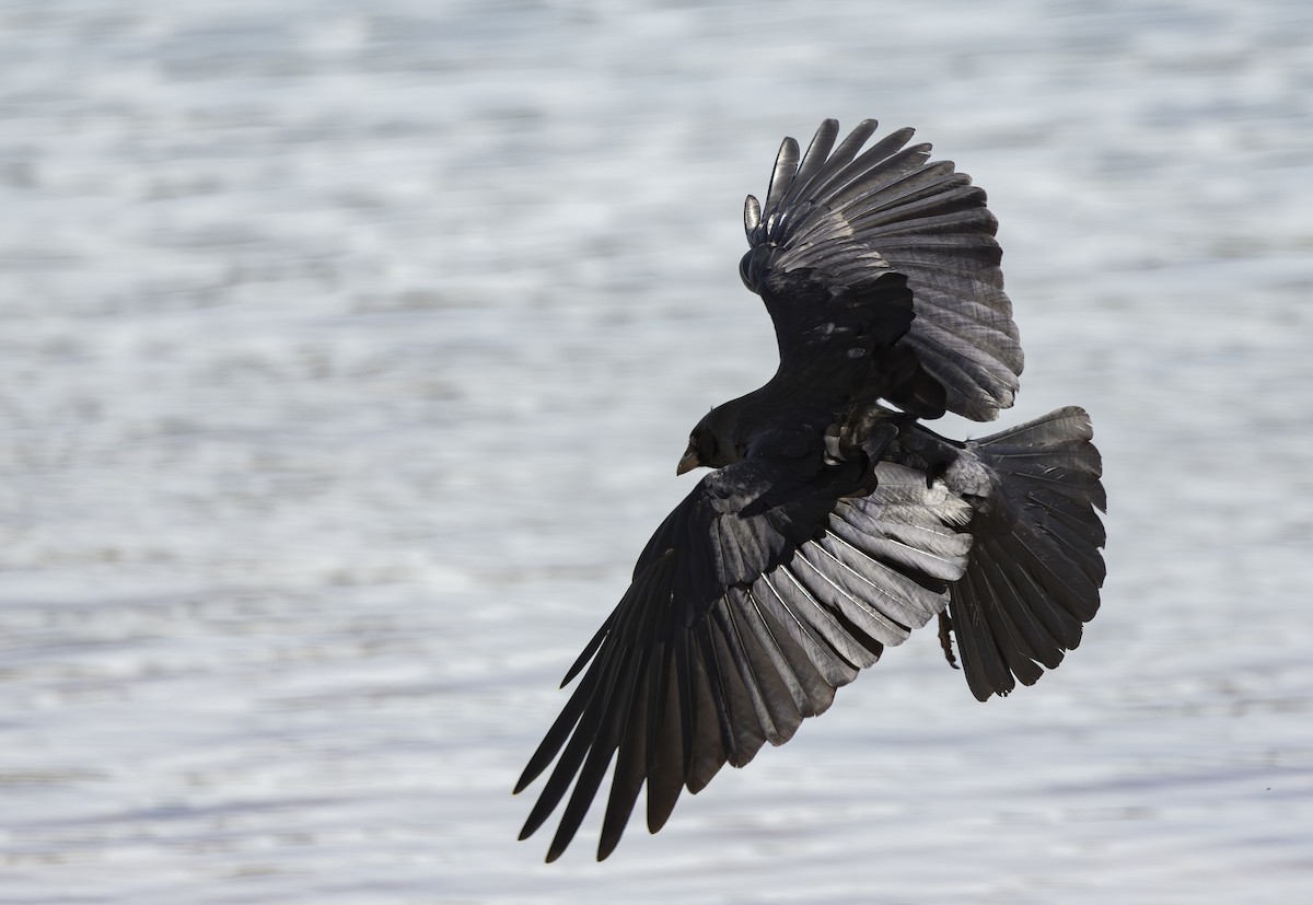 Fish Crow - ML656135913