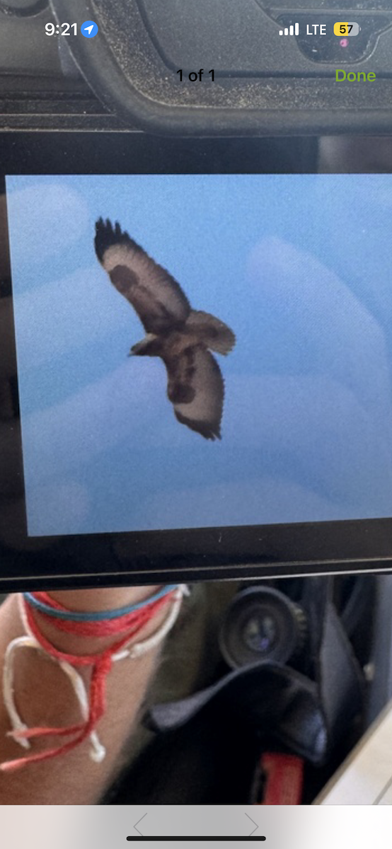 Jackal Buzzard - ML656136640