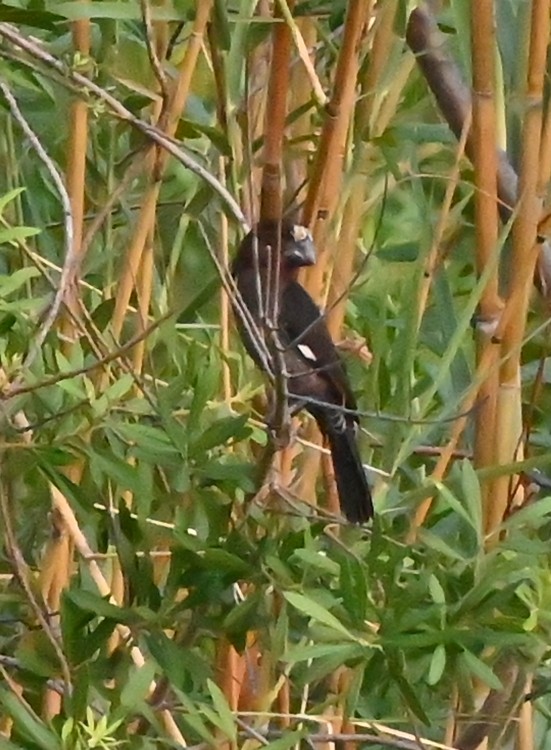Weißstirnweber - ML656136944