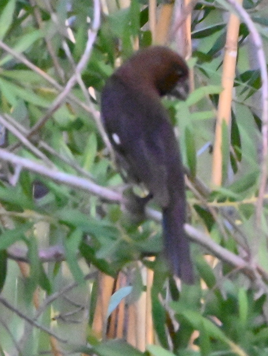 Weißstirnweber - ML656136945
