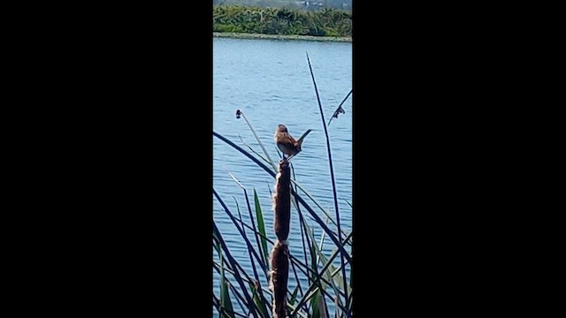 Marsh Wren - ML656138020