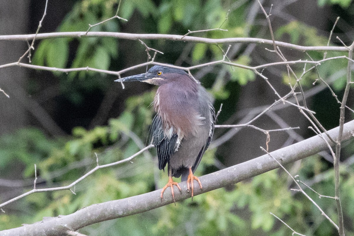 Green Heron - ML656138213