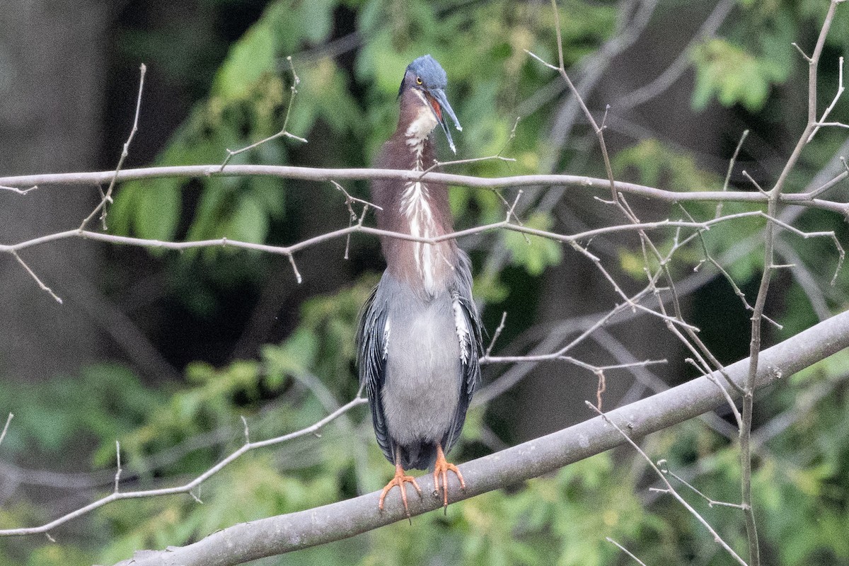 Green Heron - ML656138214