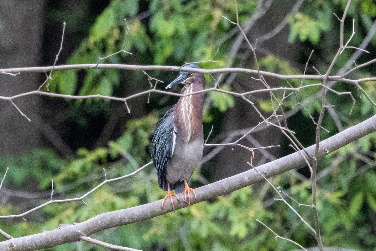 Green Heron - ML656138215