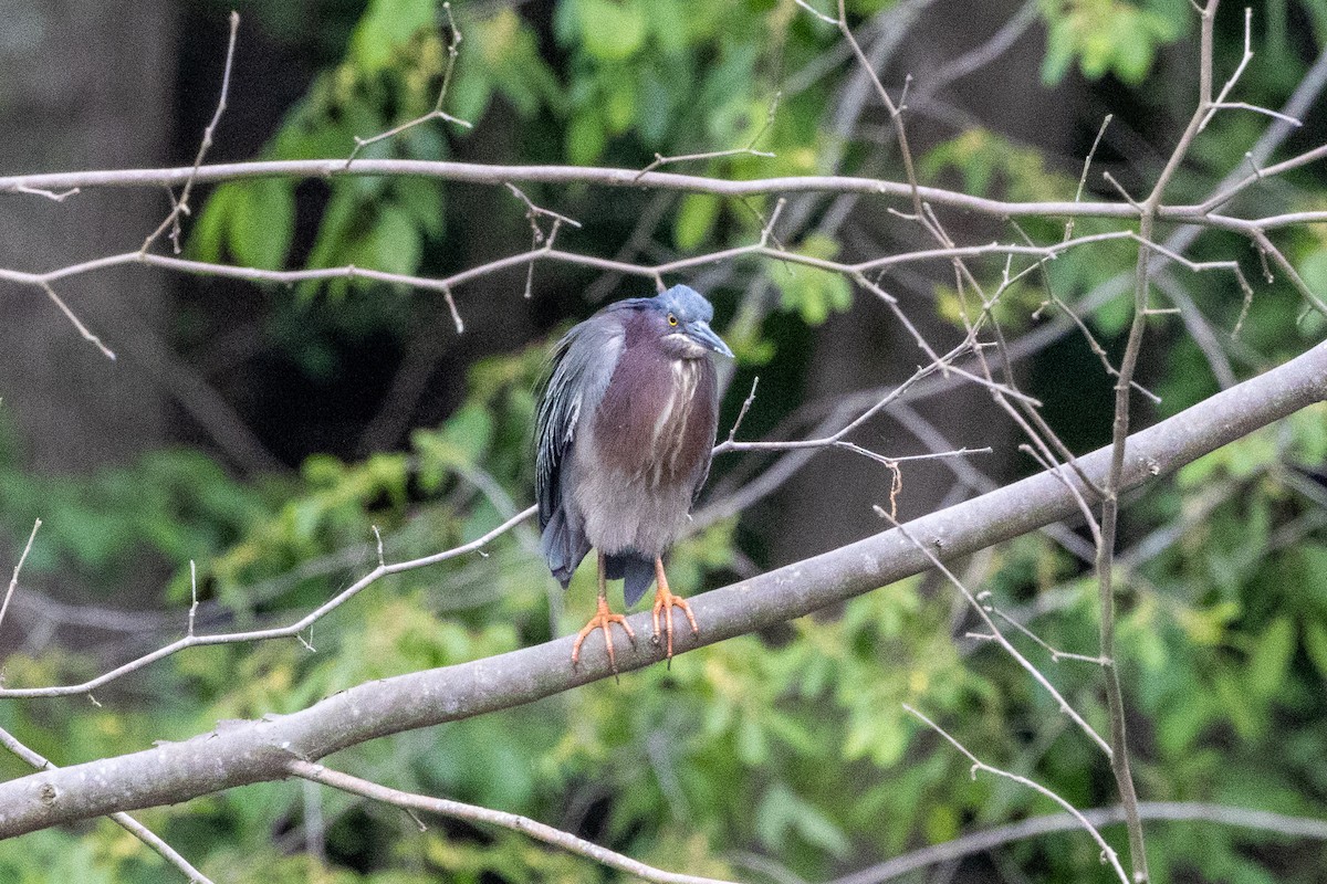 Green Heron - ML656138216
